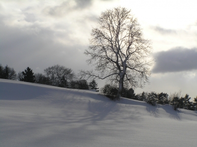 winterbaum