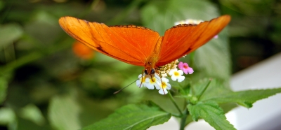 Schmetterling #2