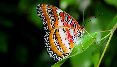 Schmetterling #7