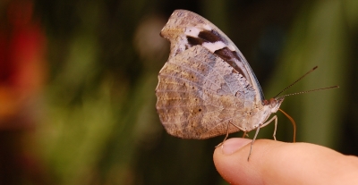 Schmetterling #10