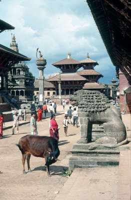 Kuh vor Tempel in Nepal