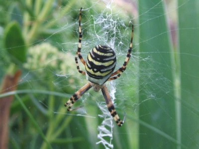 Zebraspinne