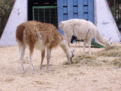 Lamas in Tierpark von Agadir