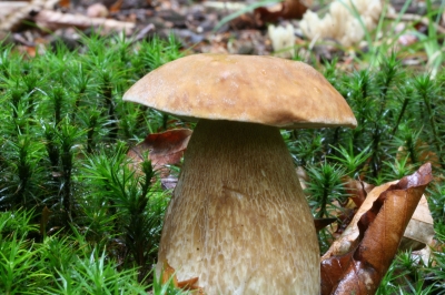 Steinpilz aus Schneckenperspektive