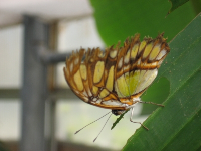 Schmetterling_1802