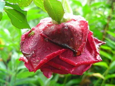rote Rose - vom Regen gebeugt