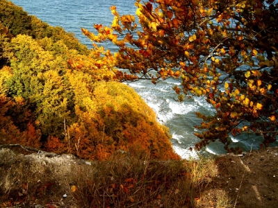 Herbstfärbung am Kreidefelsen