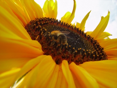 Bienchen auf Bümchen 2