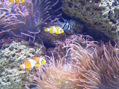 Clowsfische im Riff