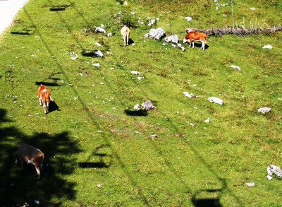 Schatten der Alm