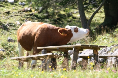 Den Tisch als Juckhilfe genutzt