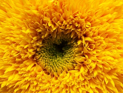 Struwwelpeter-Sonnenblume