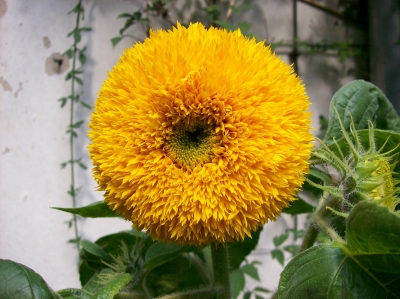 Mini-Sonnenblume