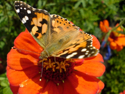 Poser Butterfly