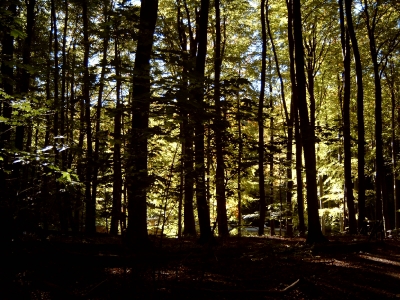 Buchenwald im Herbst