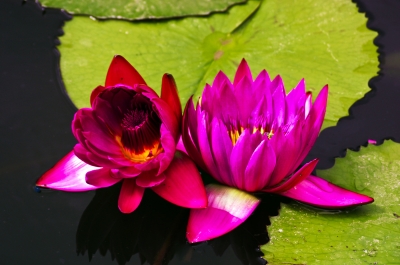 Lotusblumen