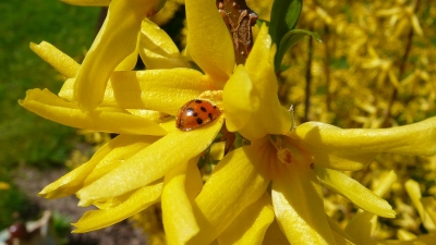 Marienkäfer auf Nahrungssuche