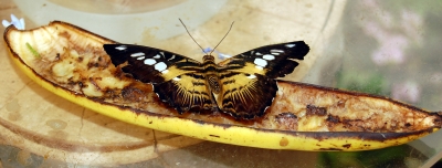 Schmetterling mit Bananentarnung