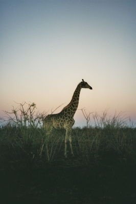 Giraffe abends in Südafrika