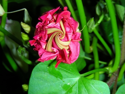 Blütenknospe einer gefüllten Trichterwinde - rosa - 01