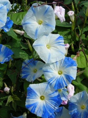 Blütengruppe weiss-blauer Trichterwinden