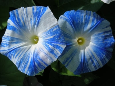 Blütenpaar - weiss-blaue Trichterwinden