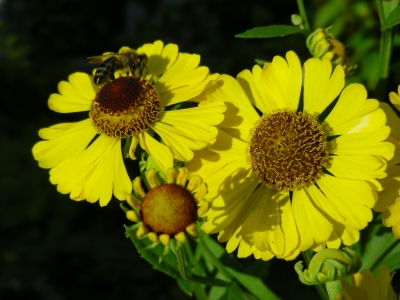 Sonnenbrautblüten mit Biene