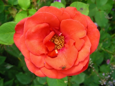 Rosenblüte mit kleiner Laufspinne