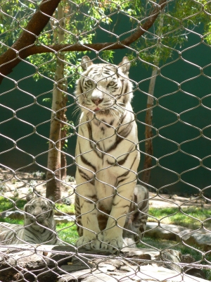 weiße Tiger