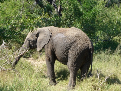 Elefantenkalb