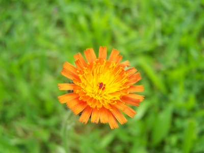 Orange Blume