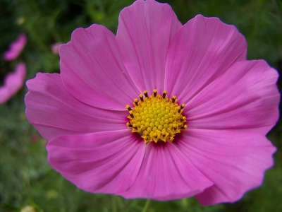 Cosmea 2