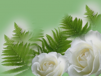 Weiße Rosen mit Farn
