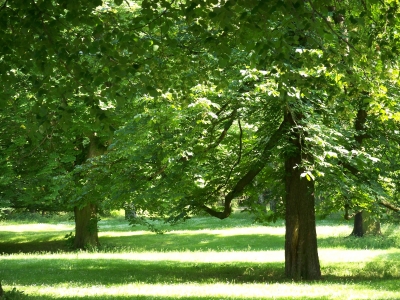 Altenburg Bäume