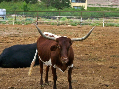 Texas Longhorn