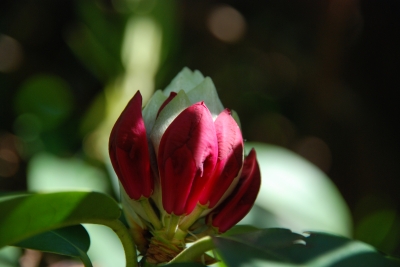 Rhododendron