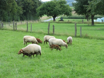 Schafe mit Lämmern