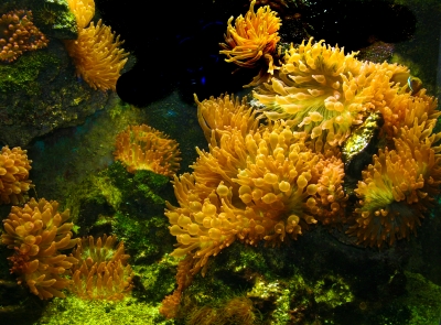 Meeres Aquaristik
