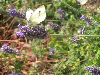 Schmetterling an einer Blüte