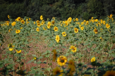 lauter Sonnenblumen