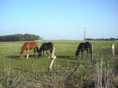 Drei grasende Pferde