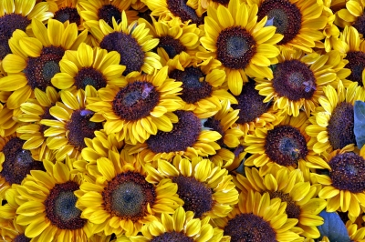 Sonnenblumen554432