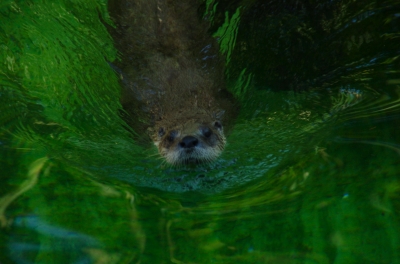 Otter beim Schwimmen