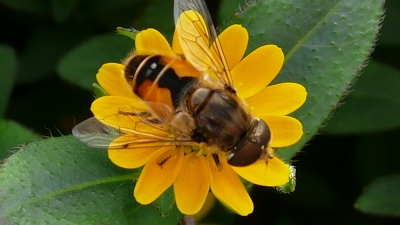 Blüte mit kleiner Wespe