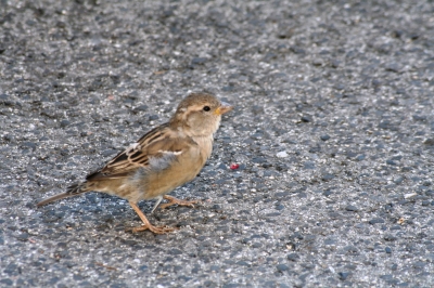 Der Spatz