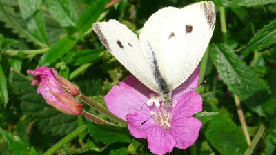 Schmetterling