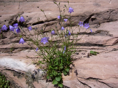 Glockenblumen