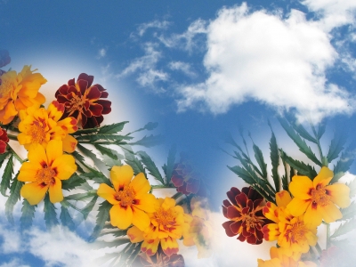 Tagetes im Himmel