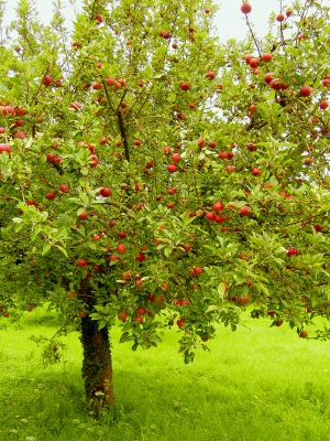 Verlockend rote Äpfel