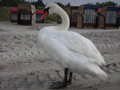 Schwan an der Ostsee